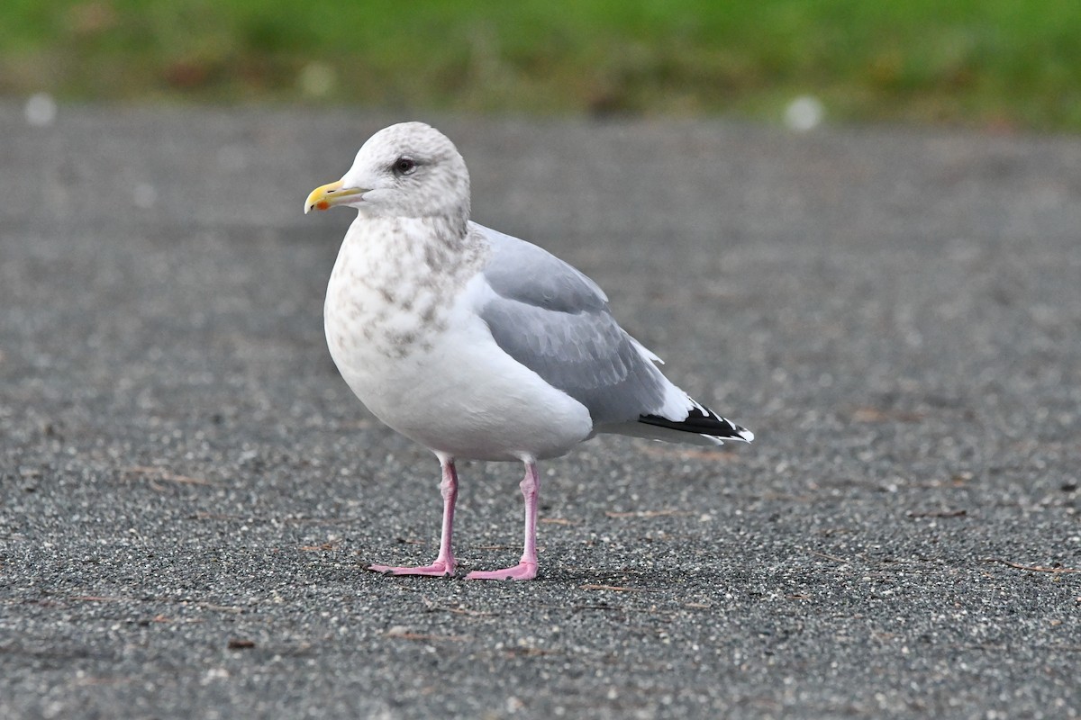 Goéland arctique (thayeri) - ML647474348