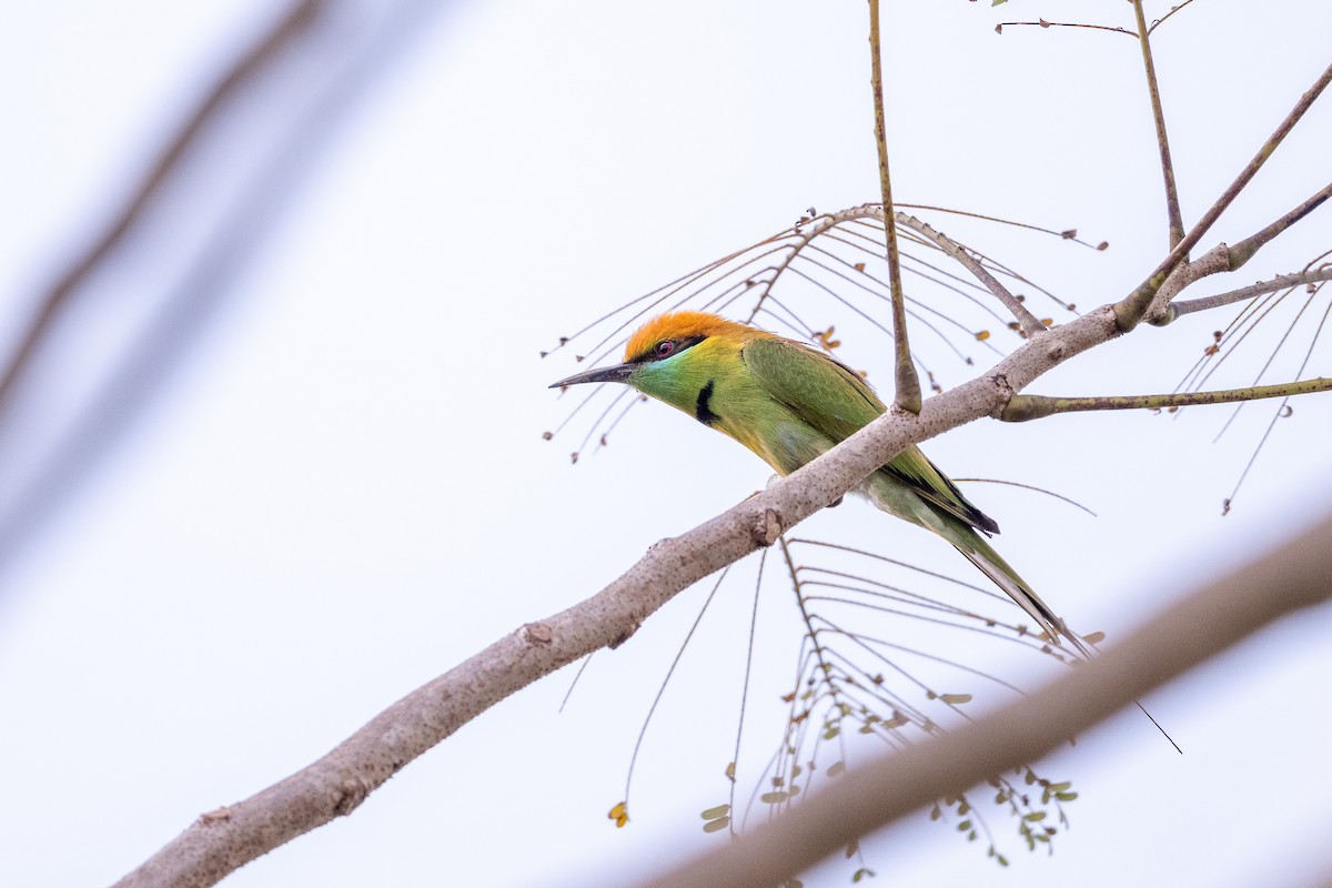 Guêpier d'Orient - ML647474349