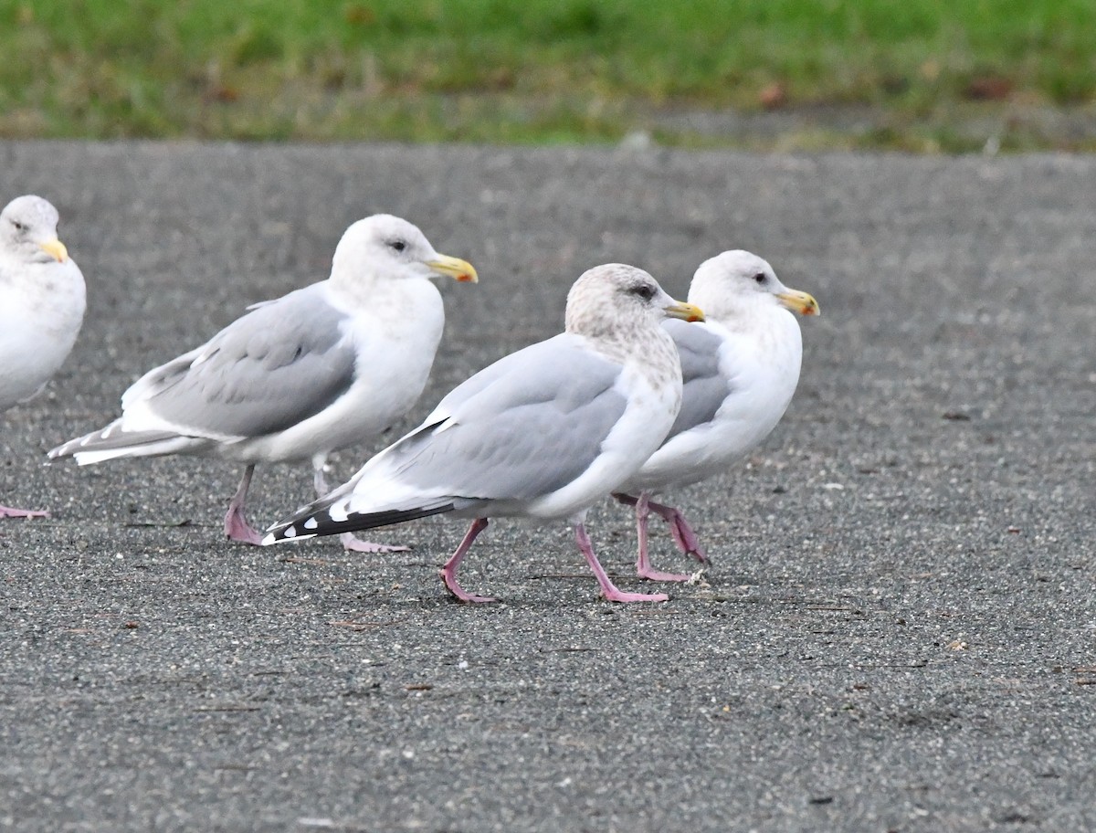 Goéland arctique (thayeri) - ML647474350