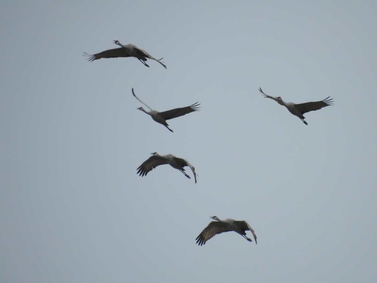 Grue du Canada - ML647474351