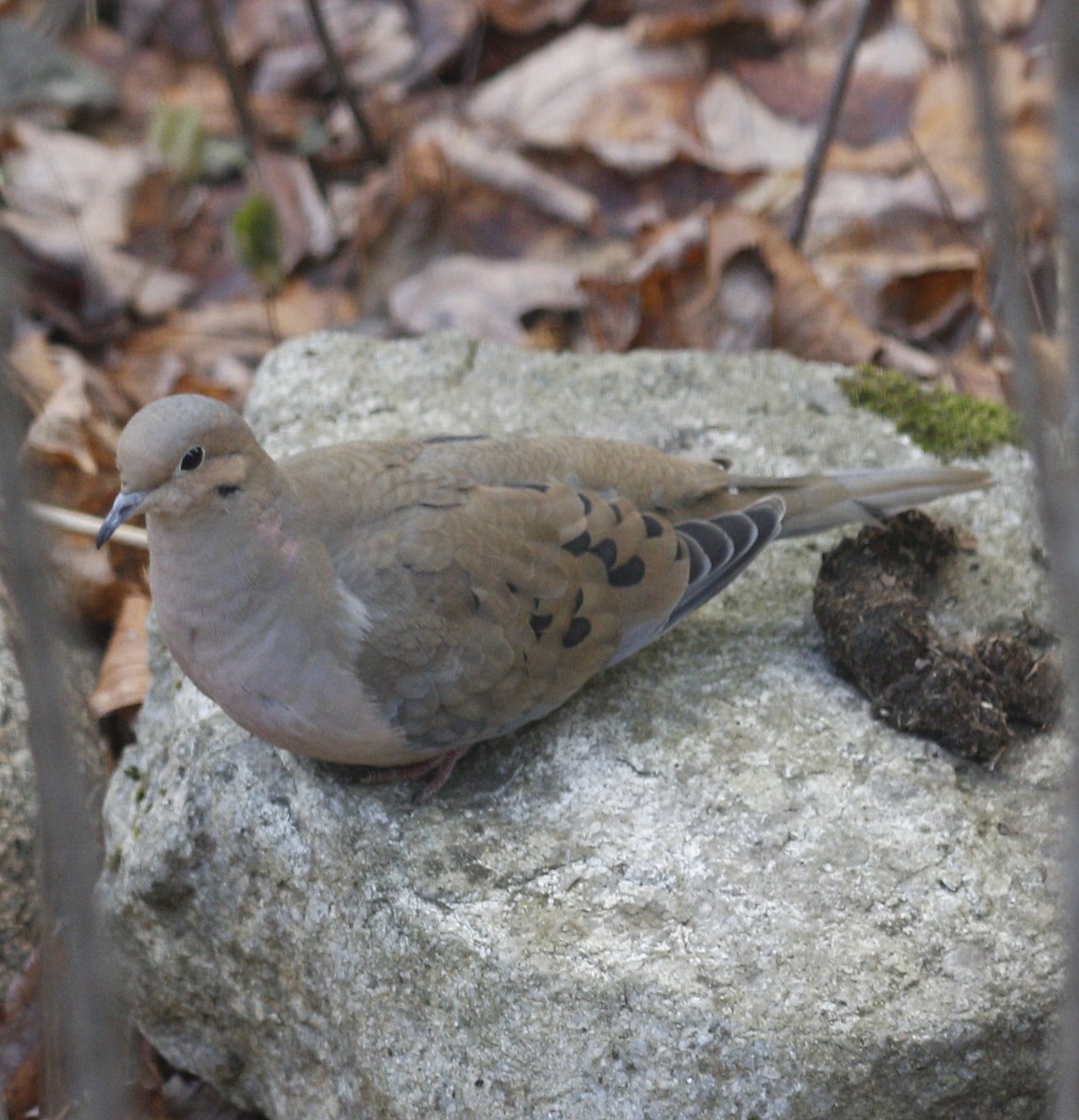 Tourterelle triste - ML647474352