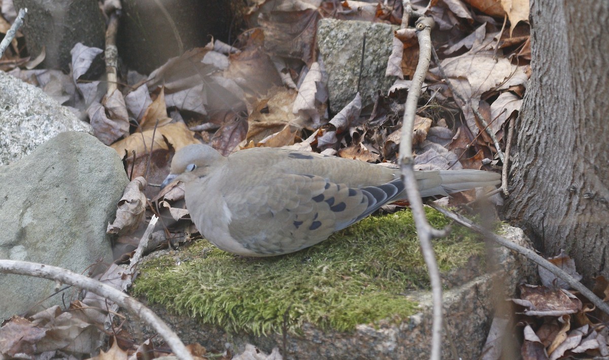 Tourterelle triste - ML647474353