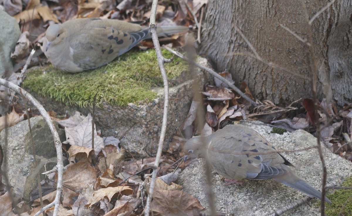 Tourterelle triste - ML647474354