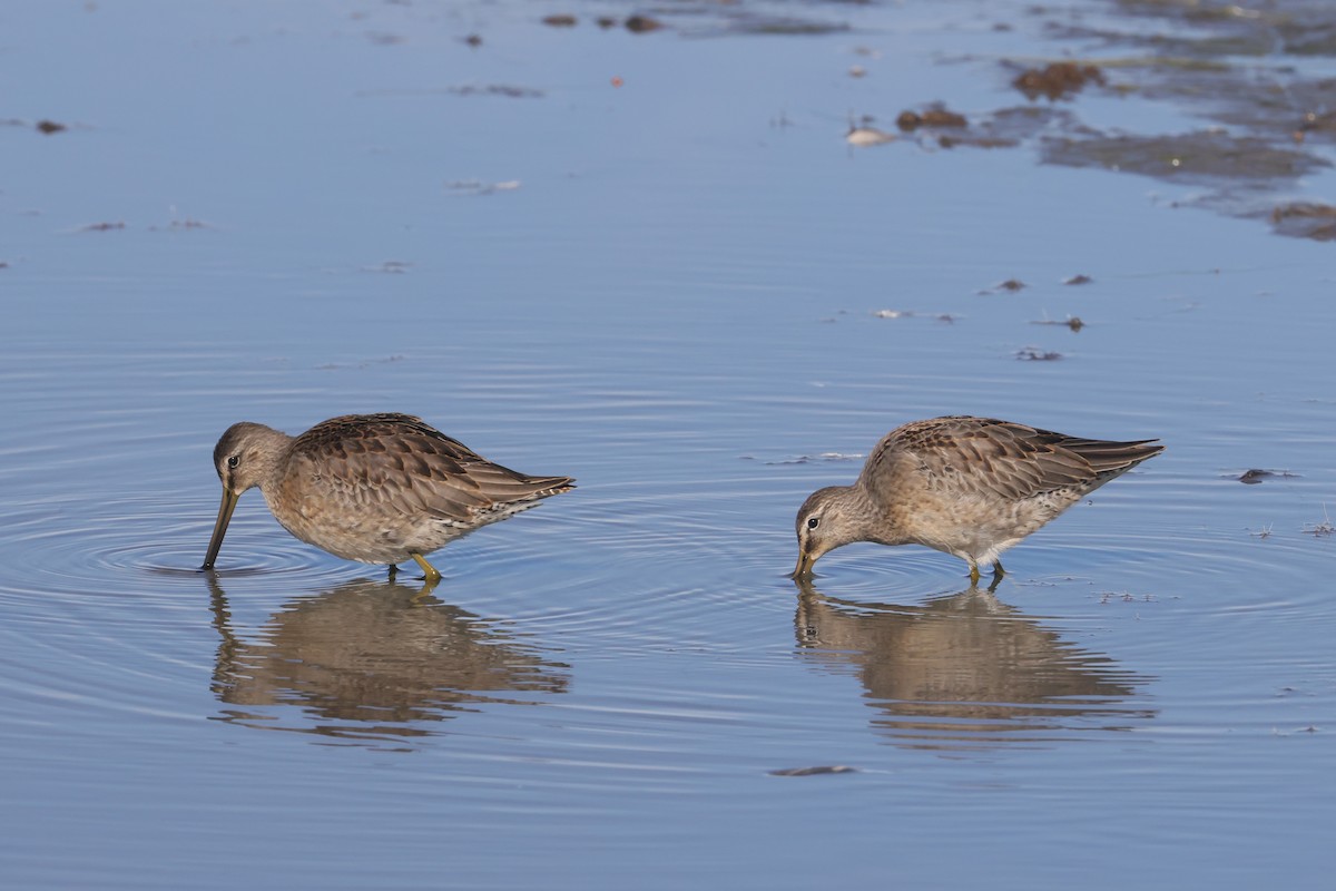 Bécassin à long bec - ML647474355