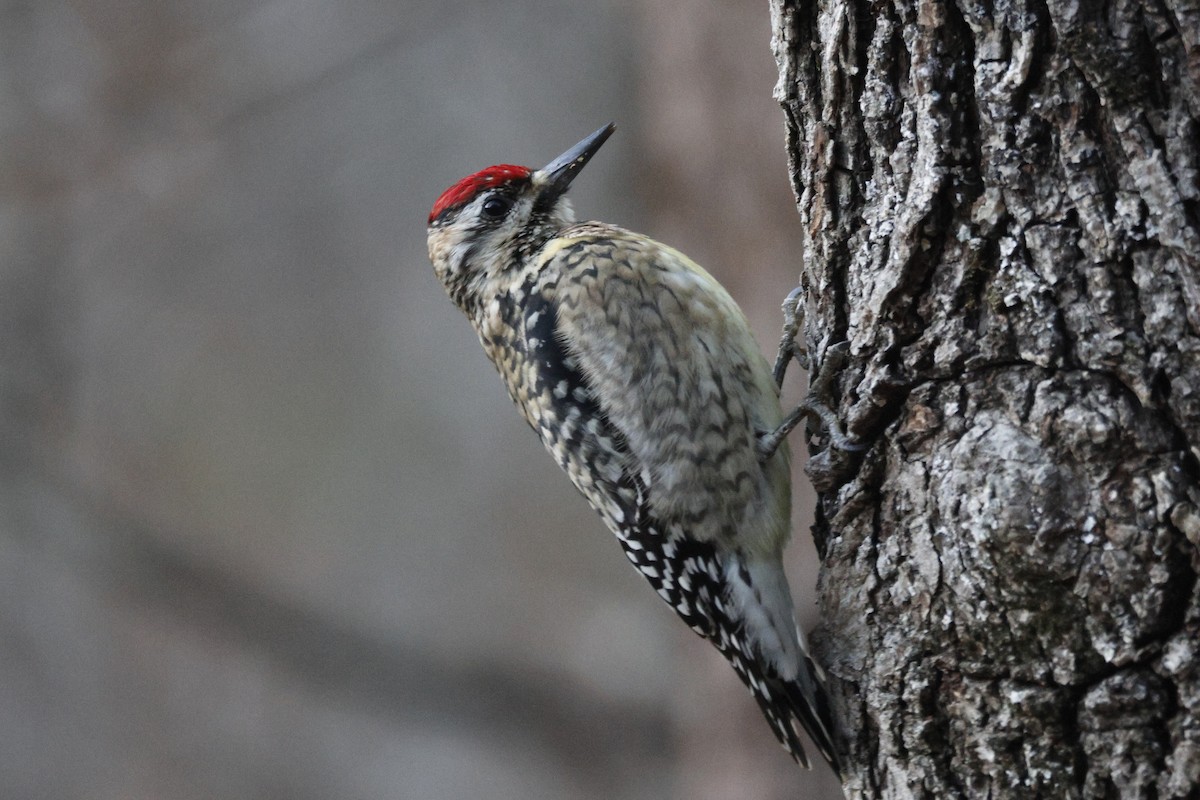 Pic maculé - ML647474356