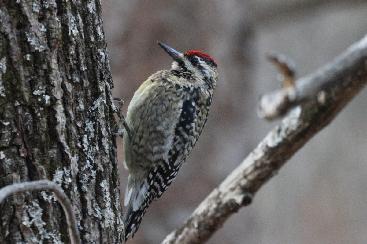 Pic maculé - ML647474357