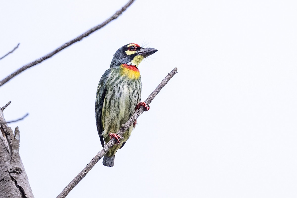 Barbu à plastron rouge - ML647474359