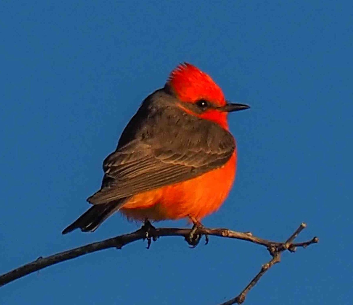 Moucherolle vermillon - ML647474360