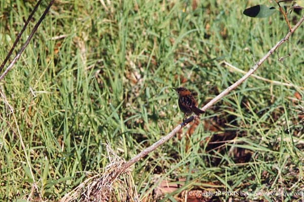 Cisticole à couronne dorée - ML647474361