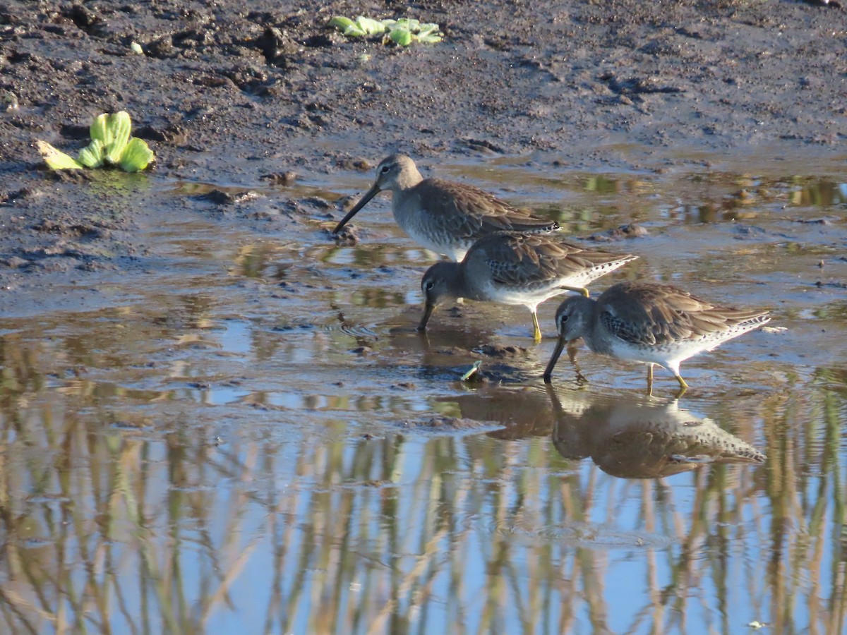 Bécassin à long bec - ML647474362