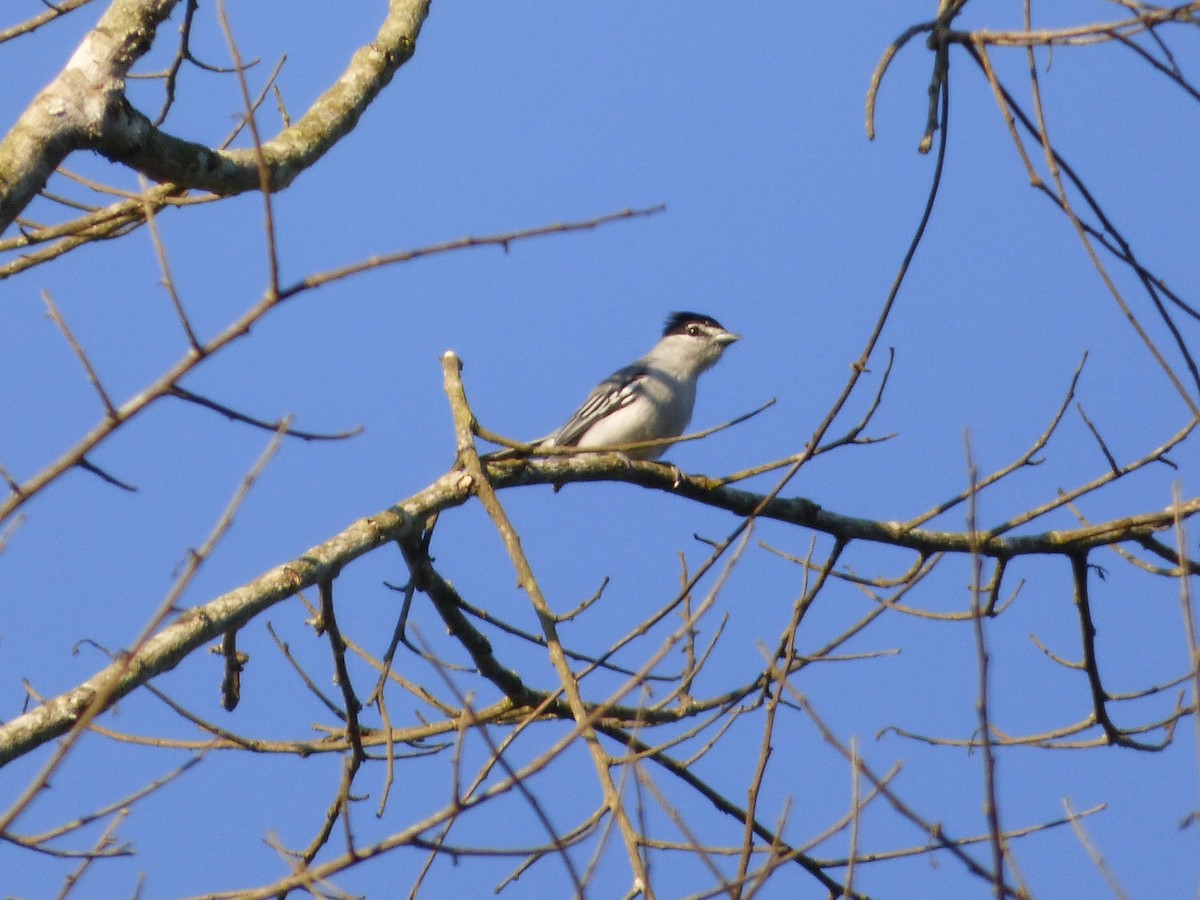 Bécarde pie - ML647474363