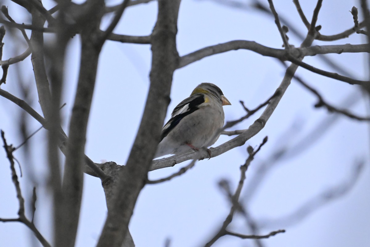 Gros-bec errant - ML647474364