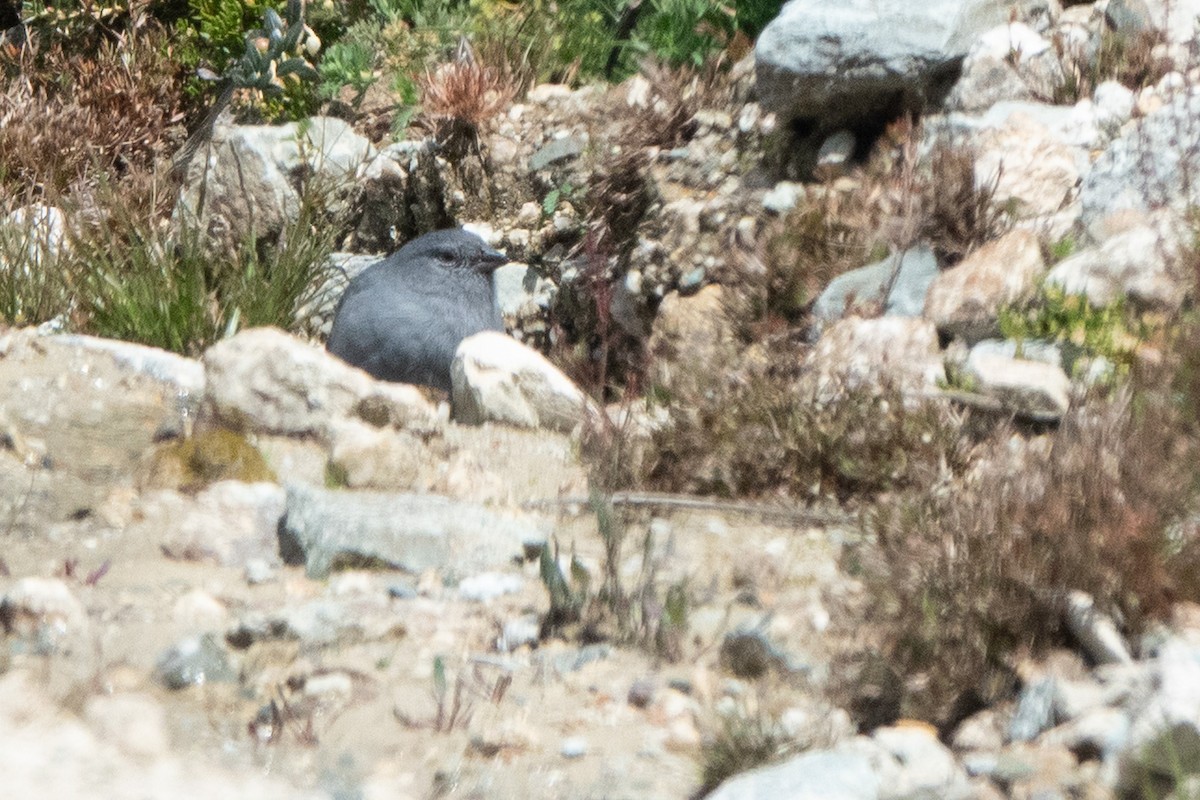 Haplospize gris-de-plomb - ML647474366