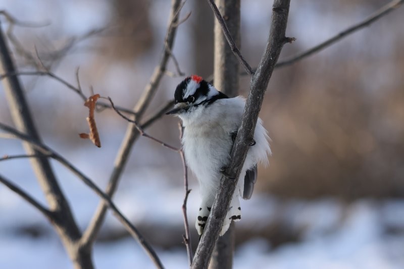 Pic mineur - ML647474367