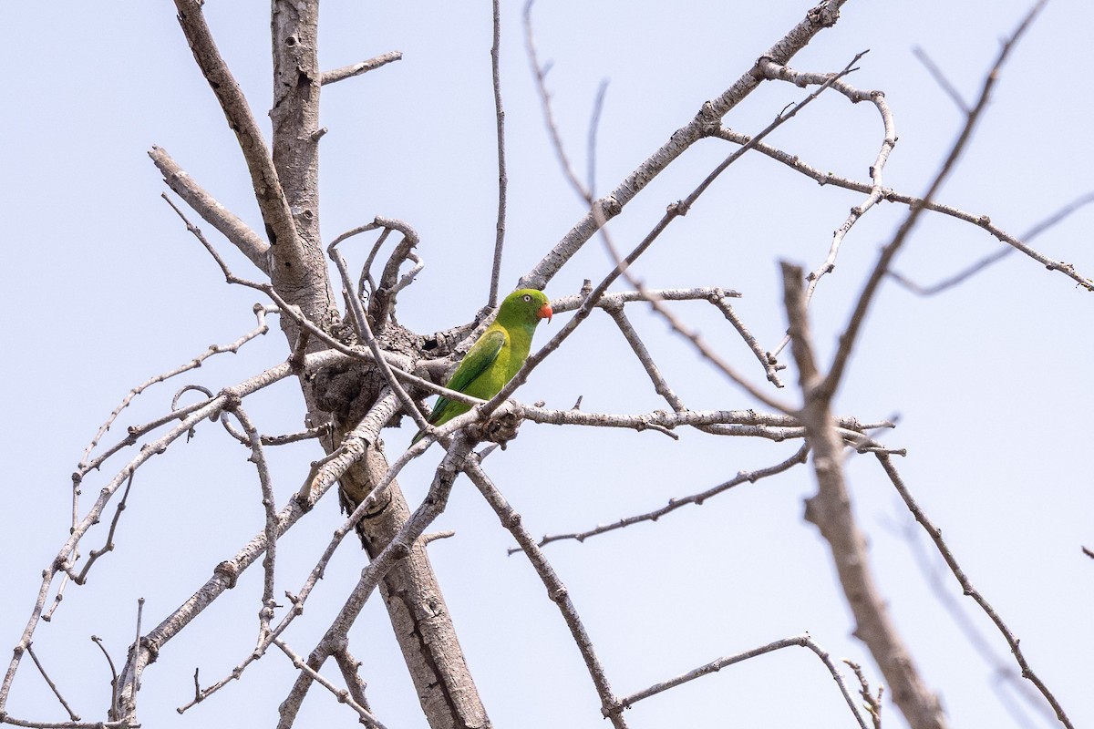 Coryllis vernal - ML647474368