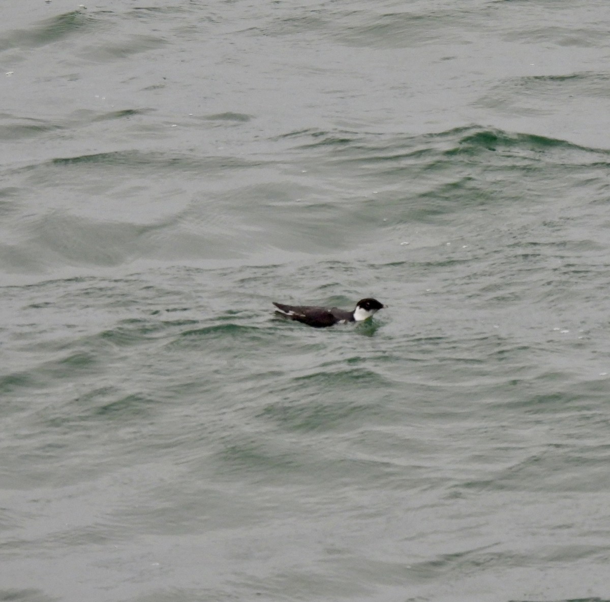Guillemot à cou blanc - ML647474369
