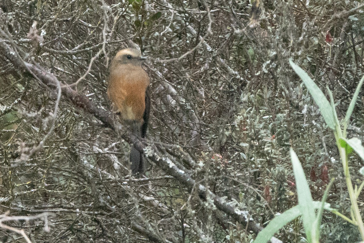 Pitajo à dos brun - ML647474370