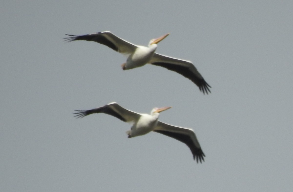 Pélican d'Amérique - ML647474371