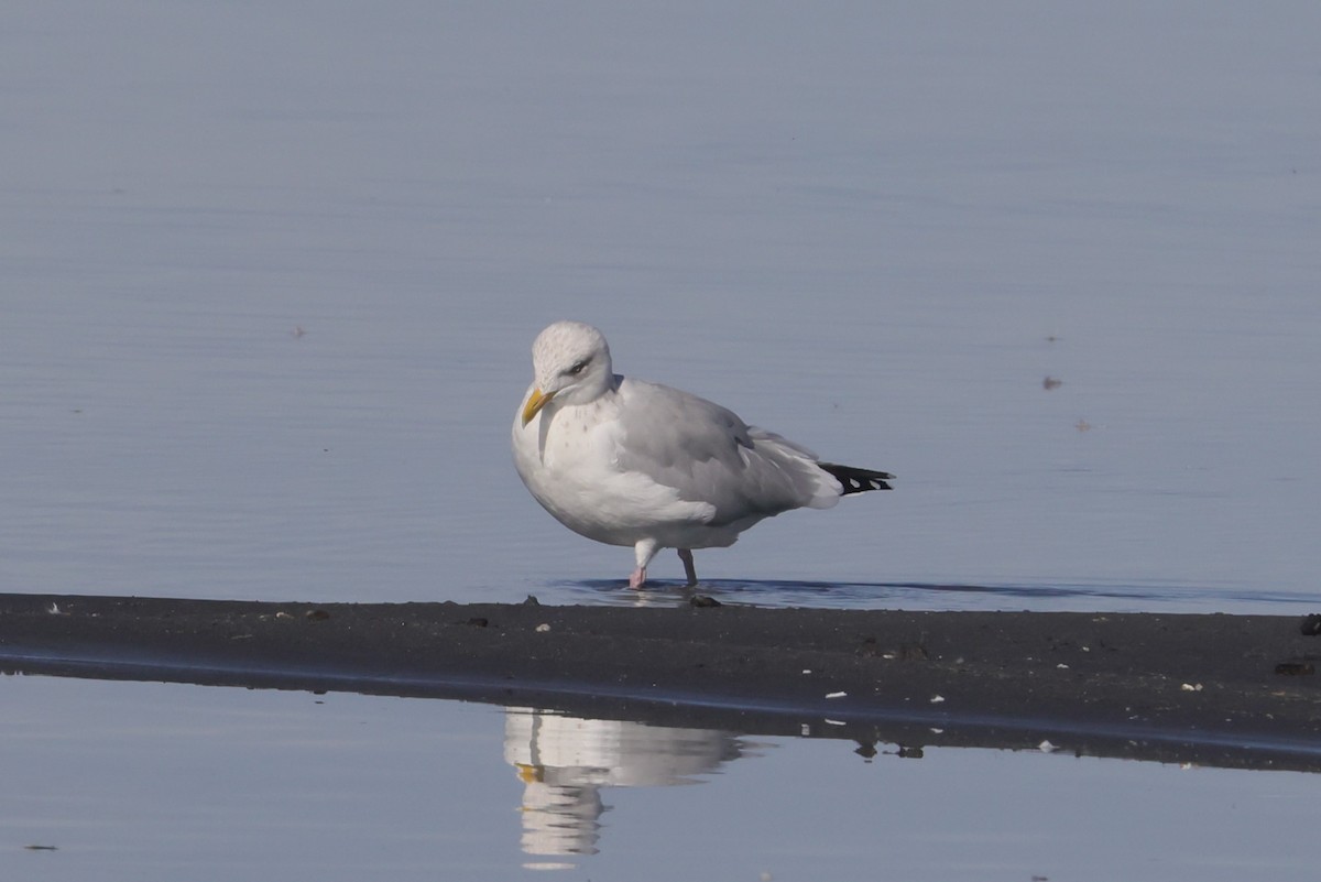 Goéland hudsonien - ML647474372