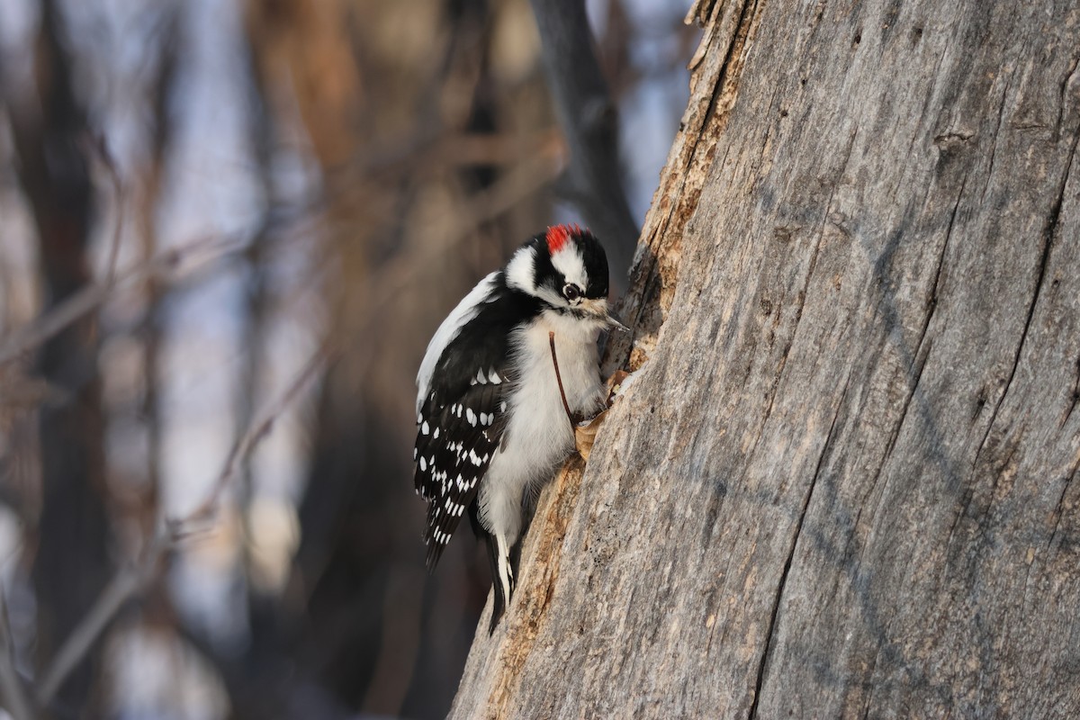 Pic mineur - ML647474374