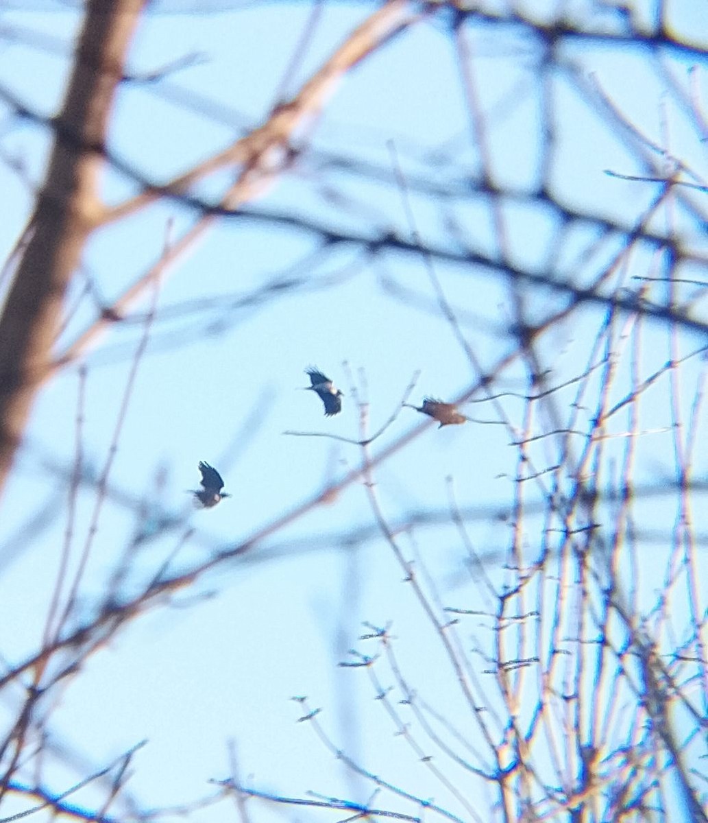 Buse variable - ML647474375