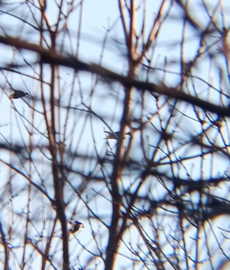 Buse variable - ML647474376