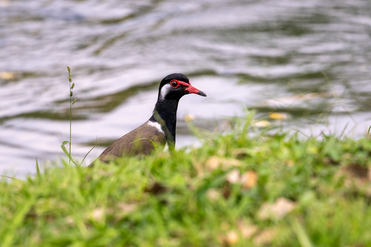 Vanneau indien (atronuchalis) - ML647474377