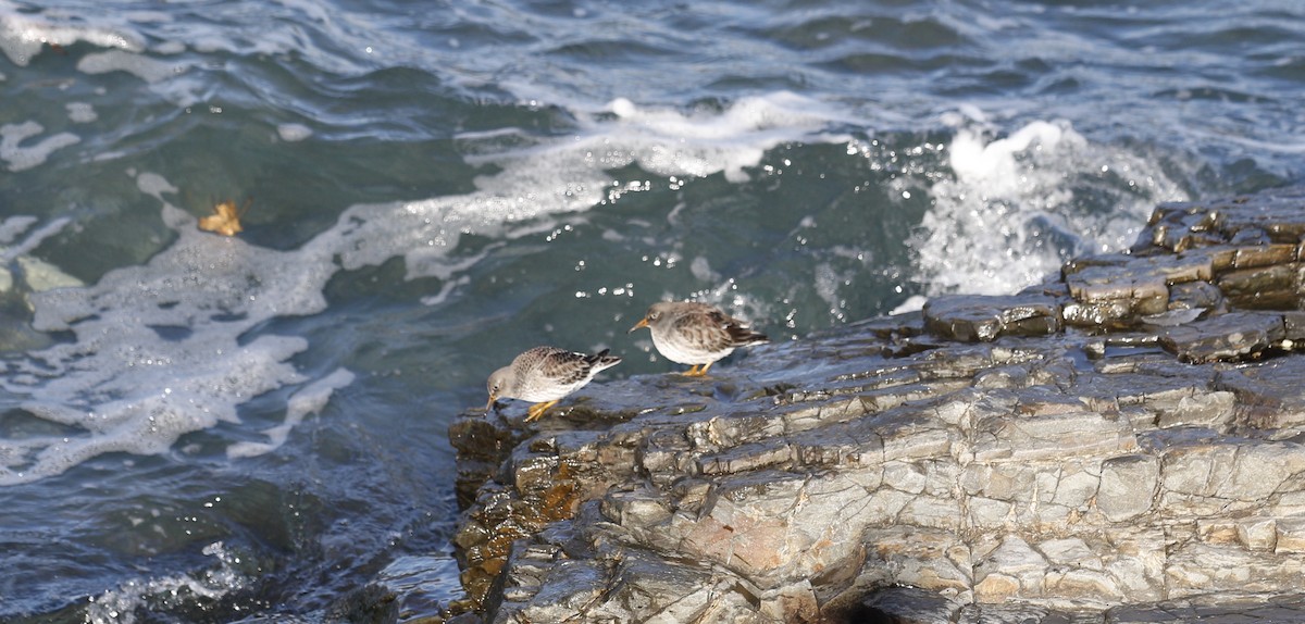 Mor Kumkuşu - ML647474389