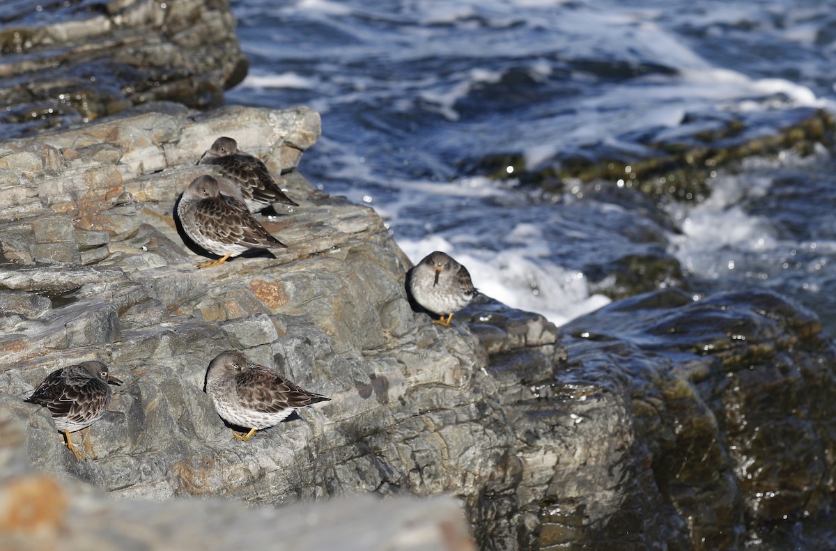 Mor Kumkuşu - ML647474390