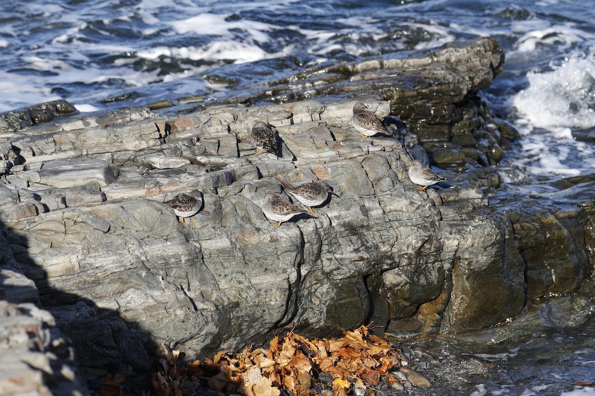 Mor Kumkuşu - ML647474391