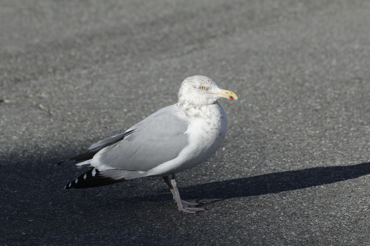 Amerika Gümüş Martısı - ML647474405