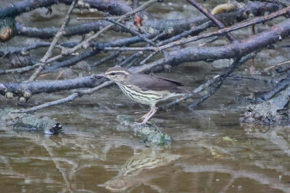 Northern Waterthrush - ML647474414