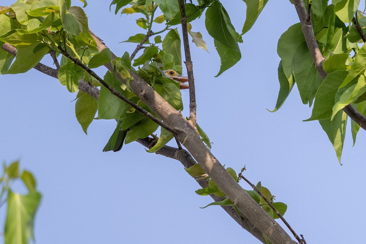 シロボシオオゴシキドリ - ML647474424