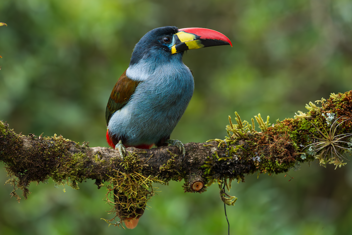 Tucán Pechigrís - ML647474431