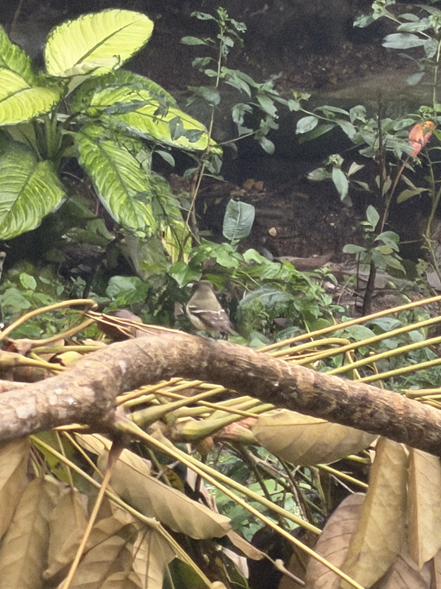 Yellow-bellied Flycatcher - ML647474437