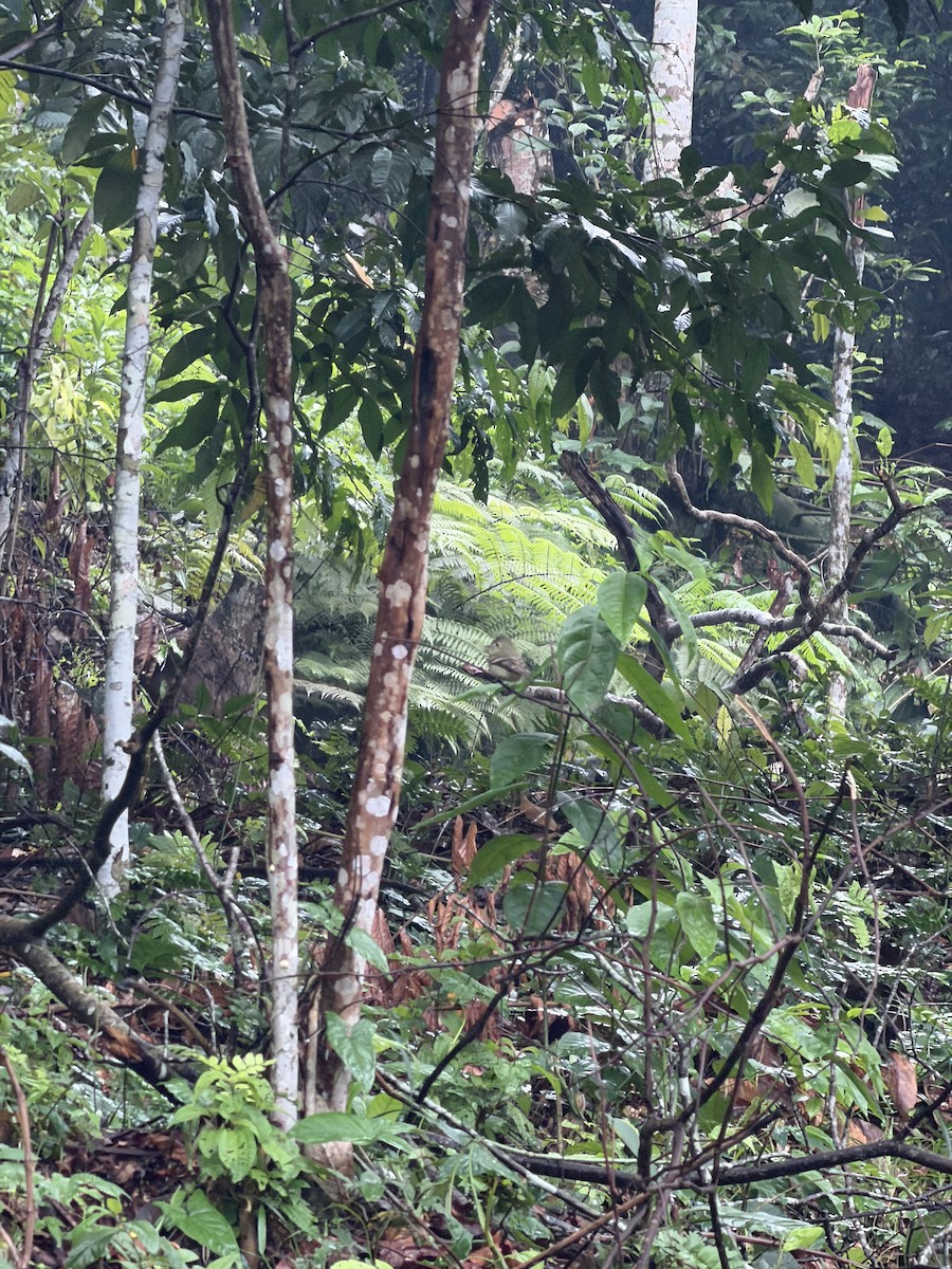 Yellow-bellied Flycatcher - ML647474438