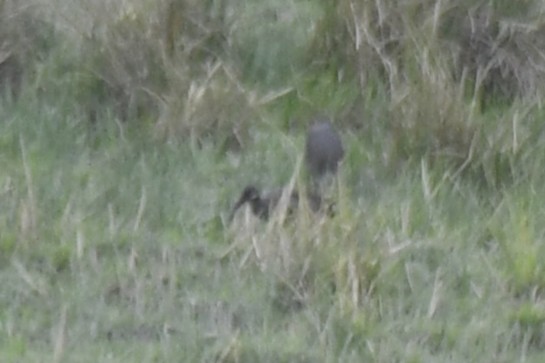 Hadada Ibis - ML647474463