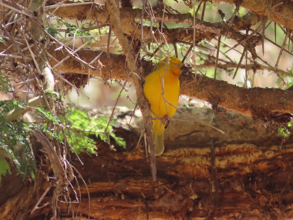 Holub's Golden-Weaver - ML647474489