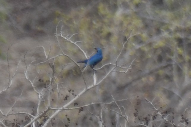 Purple Starling - ML647474508