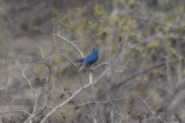 Purple Starling - ML647474509