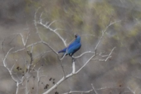 Purple Starling - ML647474510