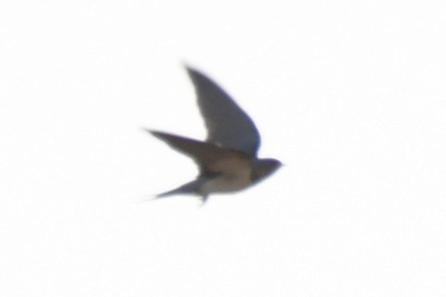 vlaštovka obecná (ssp. rustica) - ML647474525