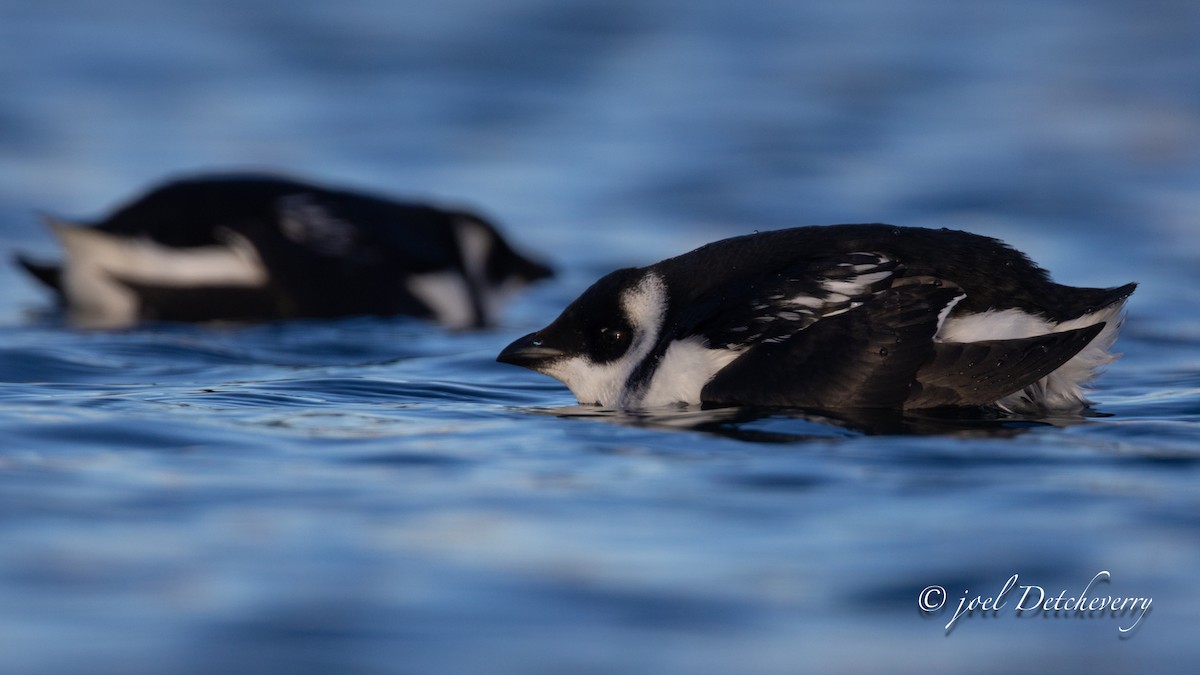 Küçük Alk - ML647474536