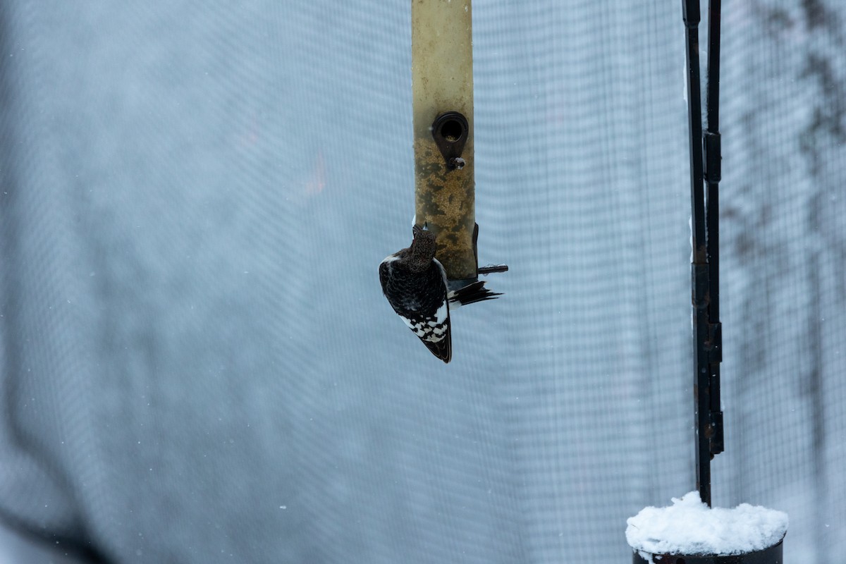 Carpintero Cabecirrojo - ML647474565