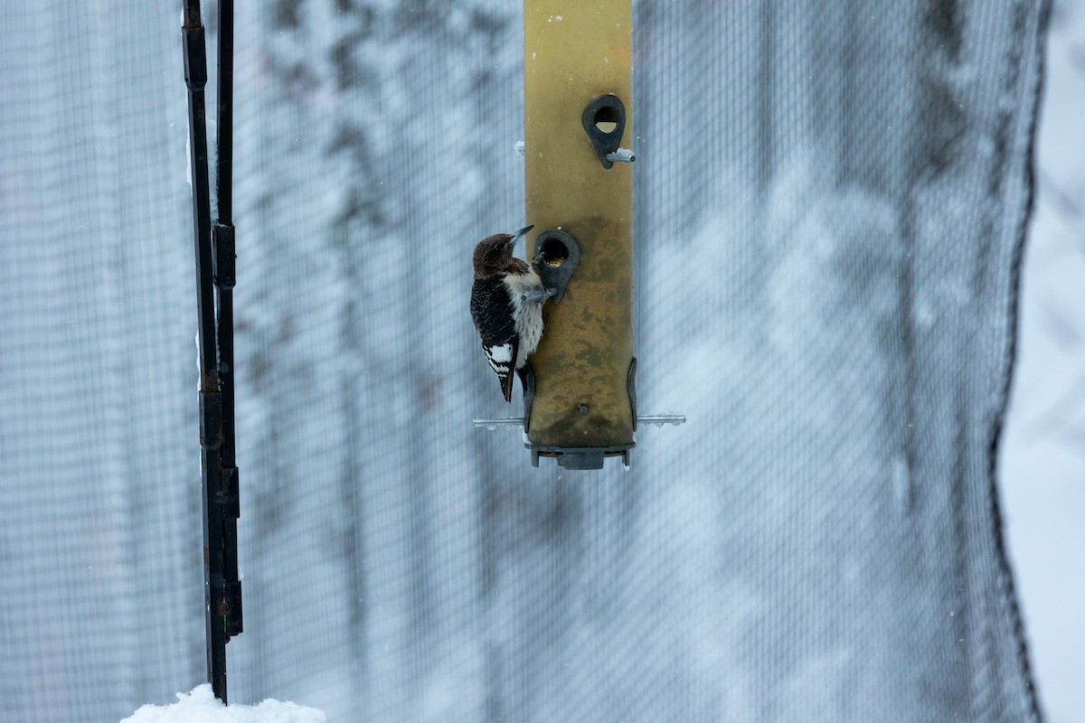 Carpintero Cabecirrojo - ML647474568