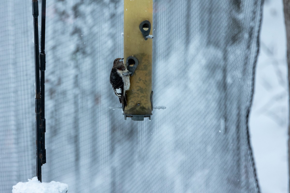 Carpintero Cabecirrojo - ML647474569