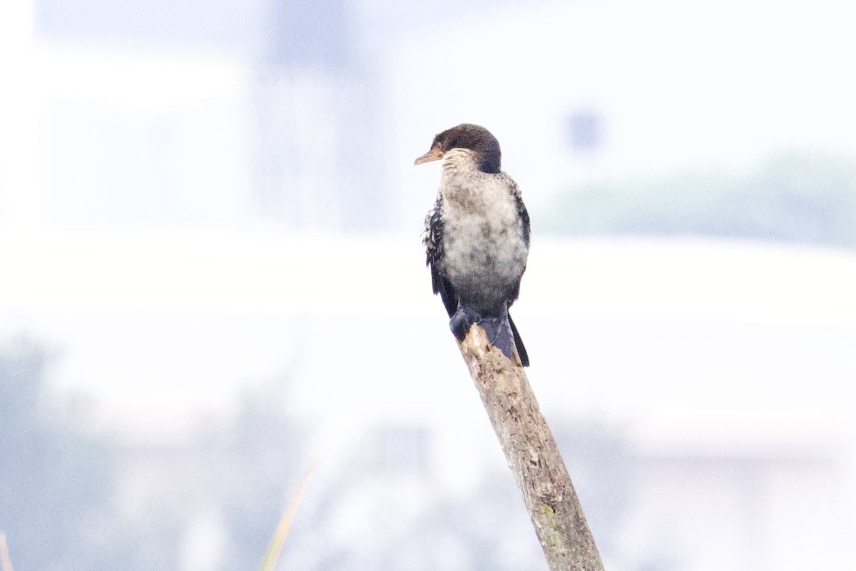 kormorán dlouhoocasý - ML647474591