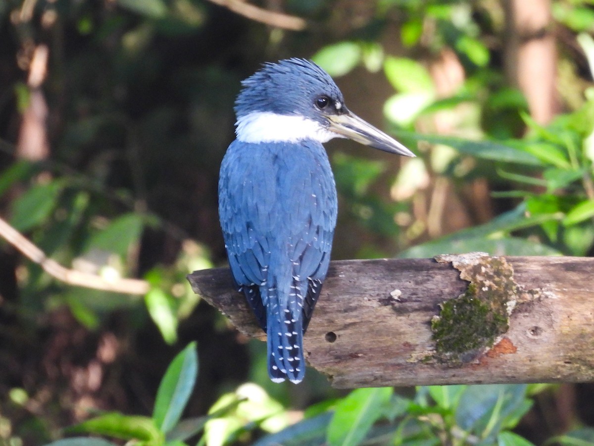 Ringed Kingfisher - ML647474611