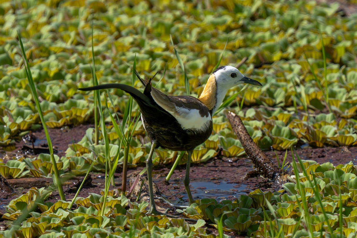 Jacana à longue queue - ML647474628