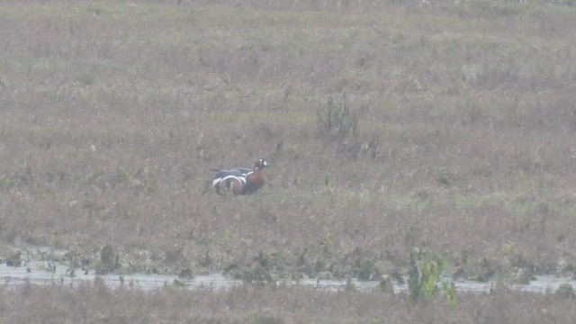 berneška rudokrká - ML647474630